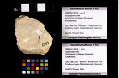 Foto (Objekt + Etikett) von Mundopsidae indet.  (NHMW-GEO-1990-0041-2519)